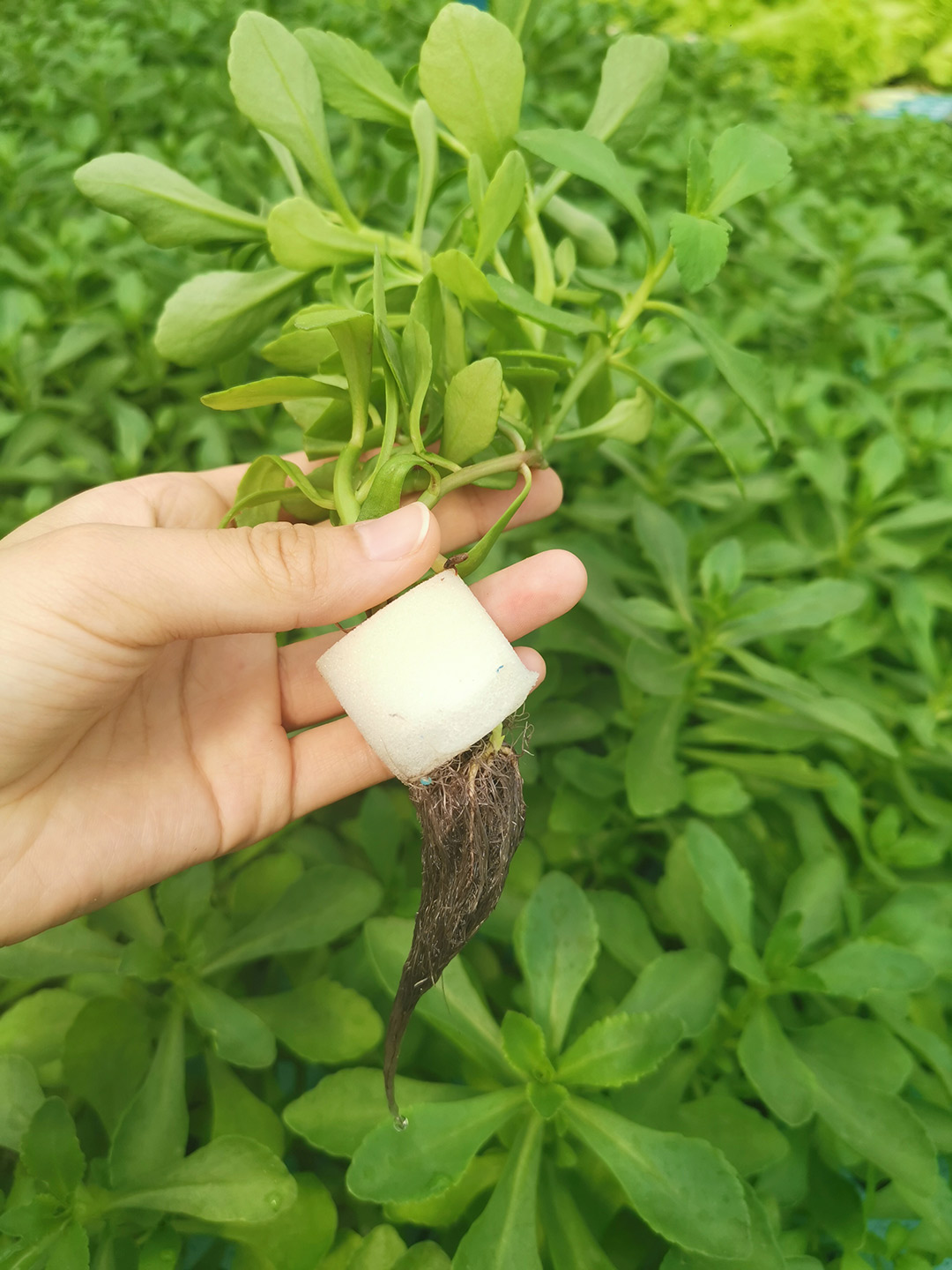 締盟農科水培蔬菜